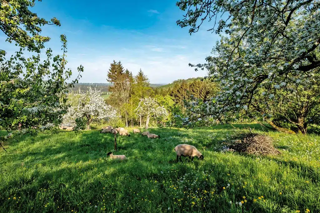 Idyllische Landschaft Ostalb