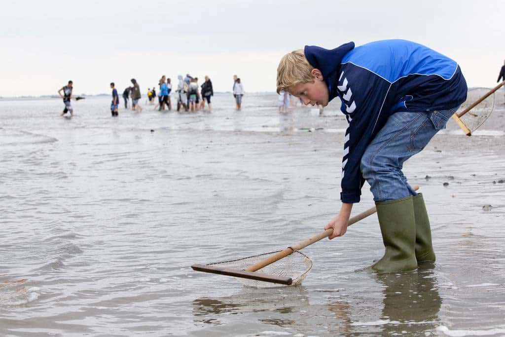 Junge fängt Garnelem mit Käscher auf dem Watt