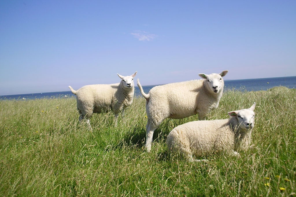 Drei Schafe auf Deich am Meer