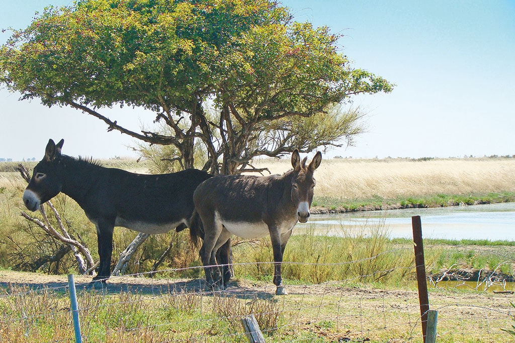 Esel unter einem Baum in Wiesen- und Küstenlandschaft