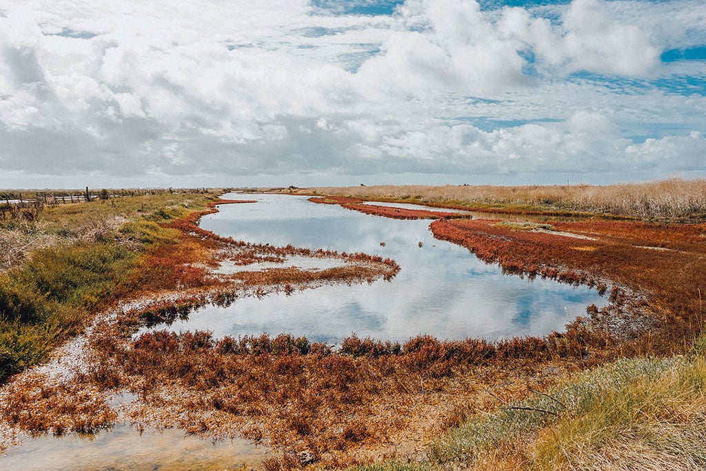 Moorartige Landschaft