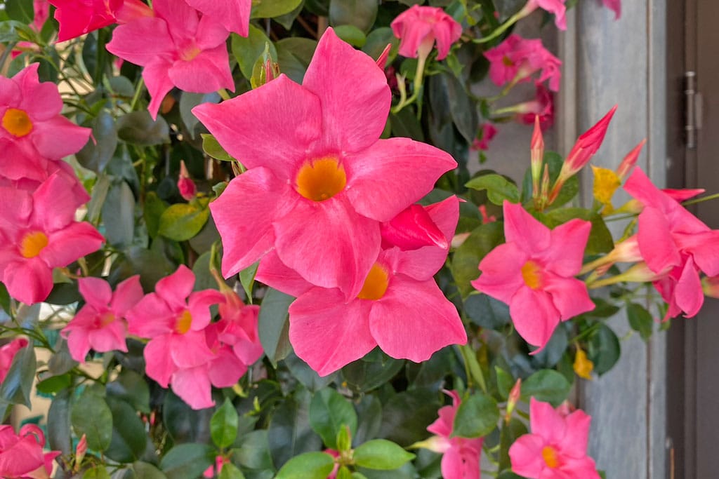 Rosa blühende Bourgainvillea