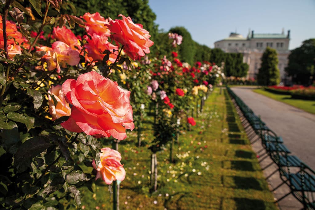 Lachsfarbene Rosen in einem Schlosspark