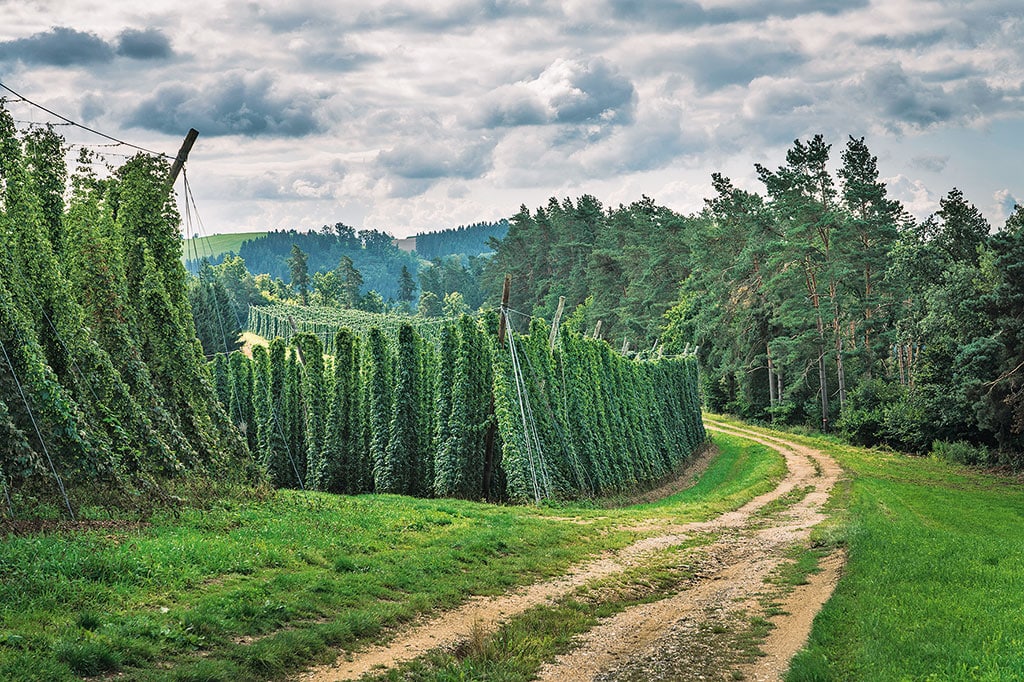 Hopfenplantagen