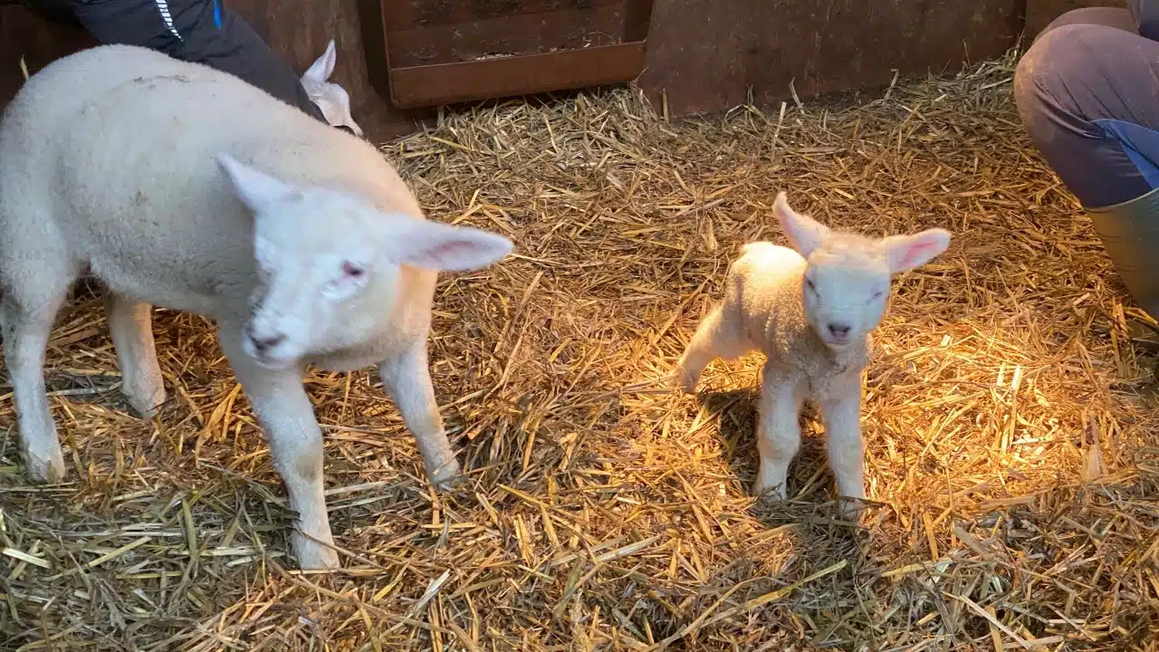 Zwei Schafe, davon ein ganz kleines noch junges Lämmchen.