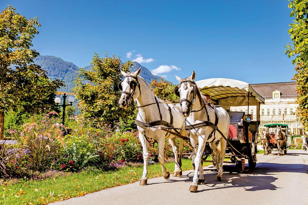 Eine Kutsche gezogen von zwei Schimmeln auf einem von grünen Laubbäumen gesäumten Weg vor Alpenkulisse