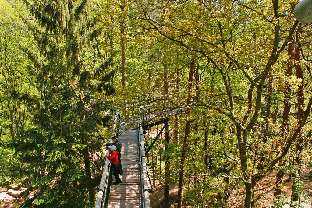 Zwei Personen auf einem im Wald zwischen Bäumen hoch in der Luft verlaufenden Baumwipfelpfad.