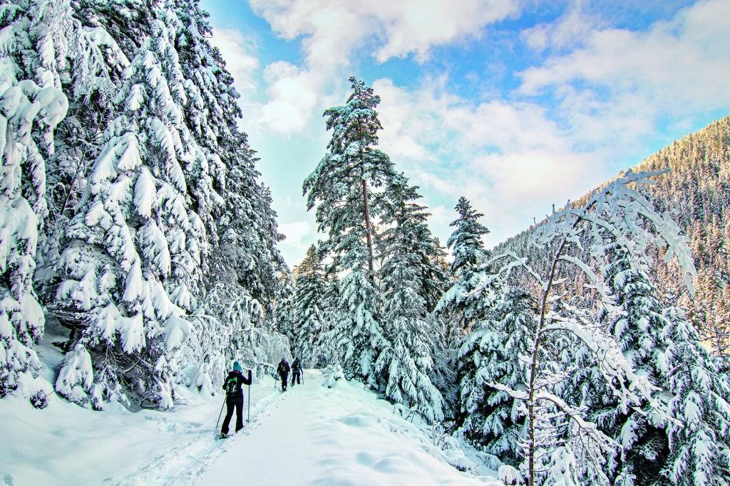 Einige Winterwanderer laufen auf einem erhöhten Wanderweg entlang hoher Tannen durch eine verschneite, mit Tannenwald bedeckte, bergige Landschaft