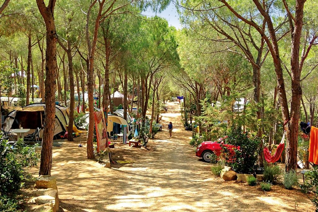 Campingfahrzeuge und Autos unter Pinienbäumen auf einem Campingplatz