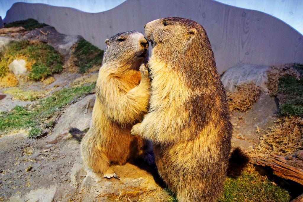 Zwei Murmeltiere in den Bergen